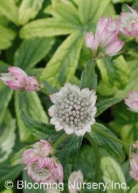 Astrantia major 'Sunningdale Variegated'